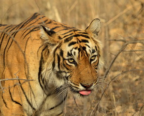 Krishna tigress in the indian jungles of Ranthambore