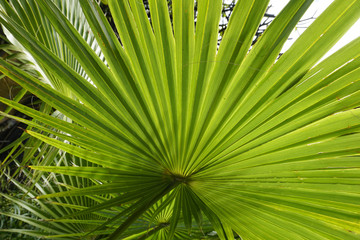 Palm leaf on exotic island 