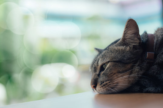 A lonely cat sleep on the table beside the window in selective focus.
