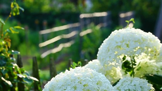 hortensia blanc 