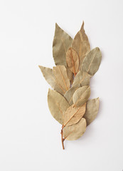 Laurel branch on a white background