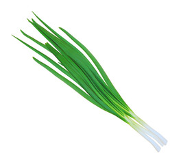 Obraz na płótnie Canvas green onions isolated on white background