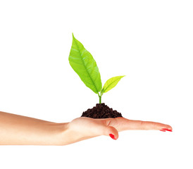 Young plant in ground on woman hand isolated on white background