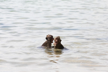 Communication of monkeys in the sea