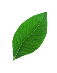 Obraz premium Beautiful green leaf isolated on white