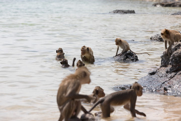 Family of monkeys in the sea