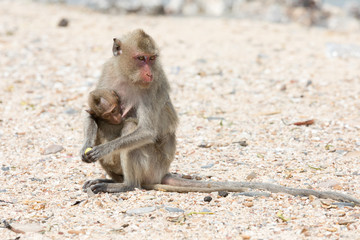 Monkeys - mother and child
