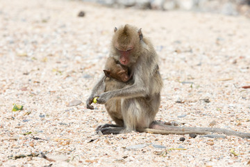 Monkeys - mother and child on sand