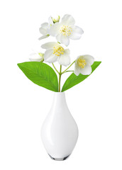 White flower (jasmine) in vase isolated on white background.