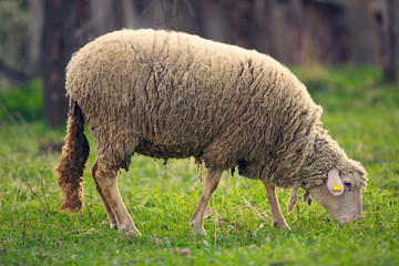 Obraz premium Sheep grazing