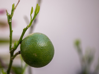 lemon on tree.