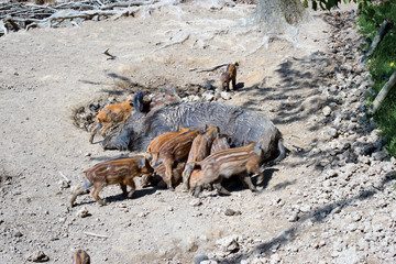 Wild boar sucks their young offspring, piglet's, sow