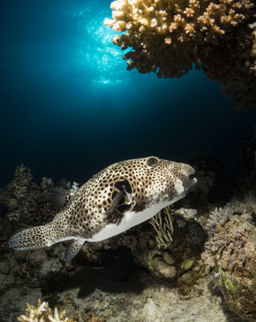 Puffer fish in the Red Sea