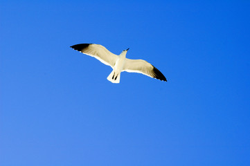 seagull flying high in deep blue sky looking up at bird