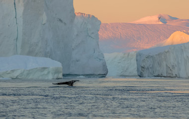Whale dive near Ilulissat among icebergs. Their source is by the Jakobshavn glacier. The source of icebergs is a global warming and catastrophic thawing of ice, Disko Bay, Greenland