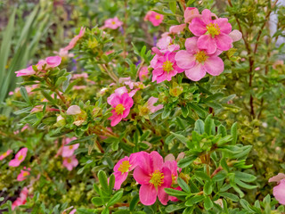 Flowers of pink cinquefoil