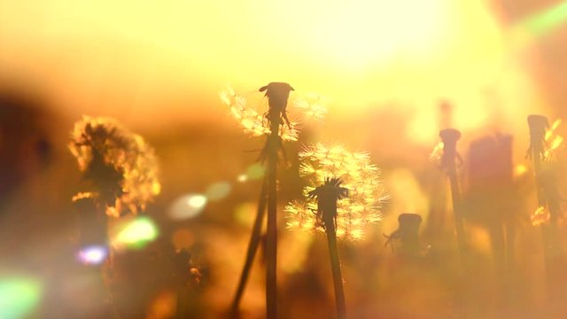 Spring dandelion field over sunset background. Dandelion blowing seeds in the wind. 4K UHD slow motion video 3840X2160