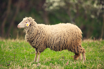 Obraz premium Sheep grazing