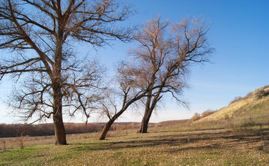 Autumn trees.  Background of hills