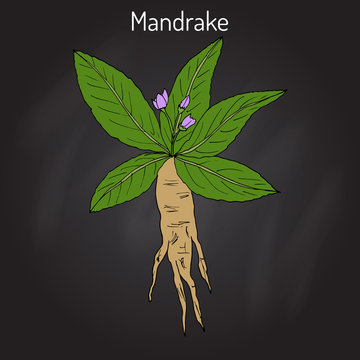 130+ Mandrake Plant Illustrations, Royalty-Free Vector Graphics