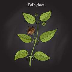 Cat s claw Uncaria tomentosa , or vilcacora, medicinal plant