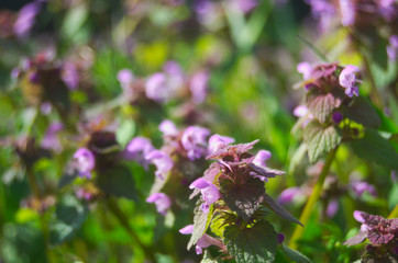 Fiori viiola 