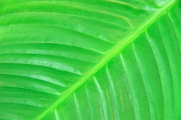 close up on green leaf texture background