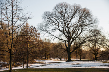 Fototapeta premium Tree in Prospect Park