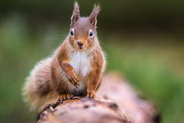 Naklejka na ściany i meble Red Squirrel (sciurus vulgaris) sittin on a log facing front