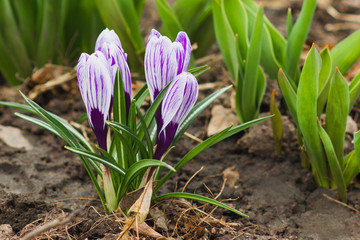Violet crocus on the flowerbed, soft focus background