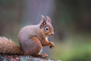 Naklejka na ściany i meble Red Squirrel (sciurus vulgaris) sitting on a log eating