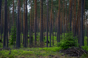 Dark evergreen forest during early spring in the north of Russia