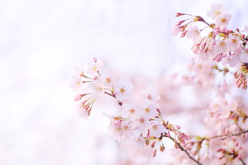 日本の桜。桜が咲く風景。