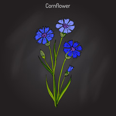 Cornflower Centaurea cyanus , medicinal and honey plant