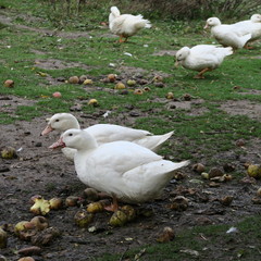 White ducks live on the bio farm and grow to healthy christmas roast