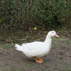 White ducks live on the bio farm and grow to healthy christmas roast