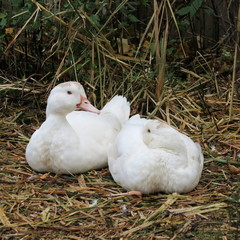 White ducks live on the bio farm and grow to healthy christmas roast