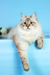 Naklejka premium Neva masquerade kitten on blue background