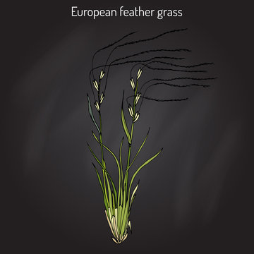 European feather grass Stipa pennata , flowering plant