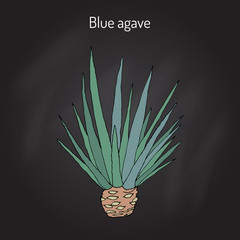 Blue agave Agave tequilana . Hand drawn