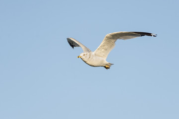 Herring Gull flight