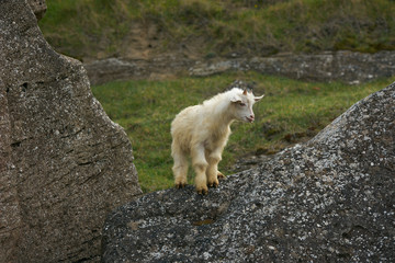 Cute Young Little white goatling with horns, bleating and climbing on the rock.