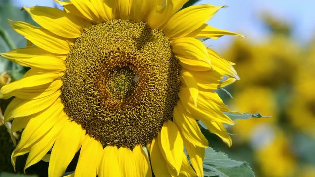 View of sunflower blowing in a lite breeze on a sunny day