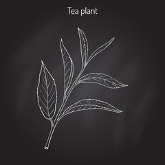 Tea plant Camellia sinensis 