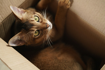 young abyssinian cat lying in cardboard box, closeup shot