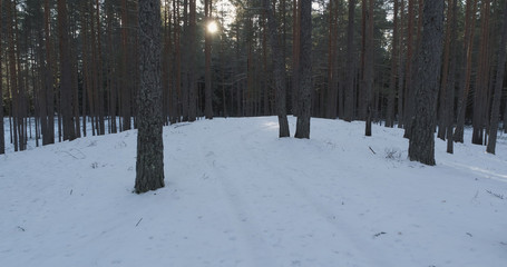 fly in winter pine forest in daytime, 4k aerial photo