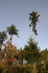 Idyllische Uferlandschaft an einem See