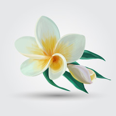 tropical flowers . Vector illustration