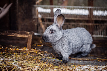 rabbit in farm cage or hutch.