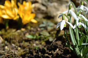 Colchicum and snowdrops, spring flowers that grow in the garden